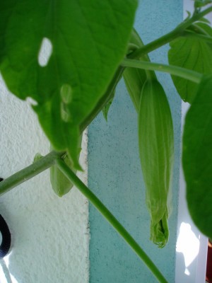 Blüte_ET.JPG