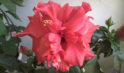 Hibiskus_11.09.2010.jpg
