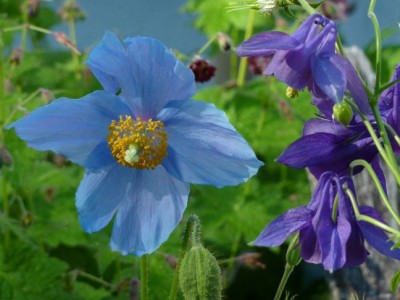 Aquilegia_vulgaris_meconopsis_betonicifolia1.jpg