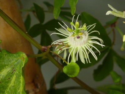 Passiflora tricuspis mit zweiundzwanzigpunkt marienkäfer.jpg