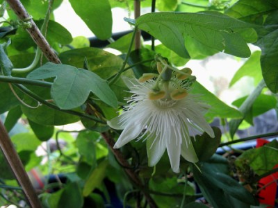 Passiflora subpeltata.jpg