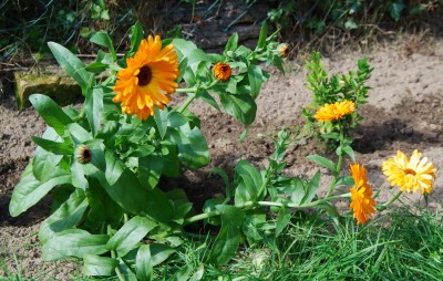 blume 1.jpg