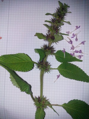 IMAG0158.jpg