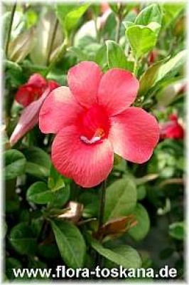 barleria_repens_-_digi.jpg