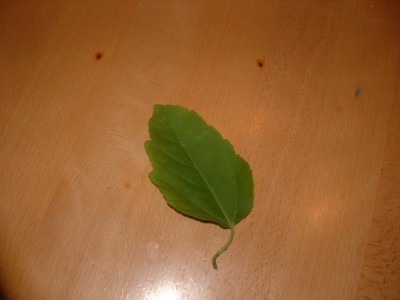 689_1161026448_passis 072.jpg