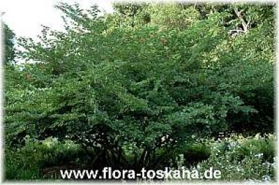 bauhinia_galpinii_9_-_011106.jpg