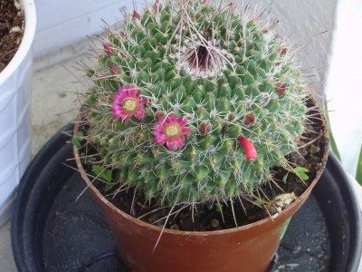 Mammillaria karwinskiana ssp. collinsii (2)_1600x1200.JPG