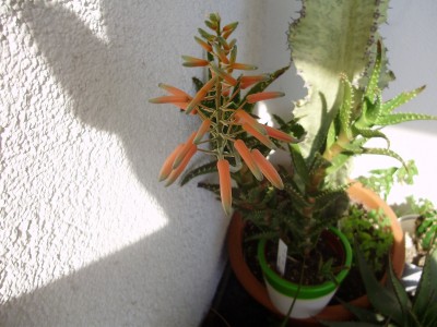 Aloe juvenna_1600x1200.JPG