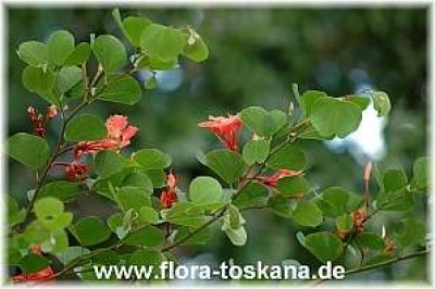 bauhinia_galpinii_5_-_011106.jpg