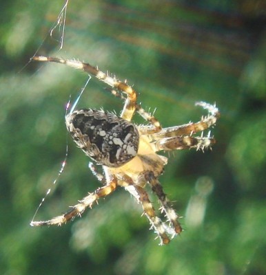 DSC04864 - Kopie.JPG