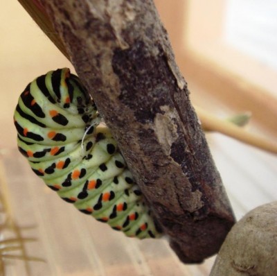 DSC04861 - Kopie.JPG