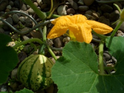 Kürbis.JPG