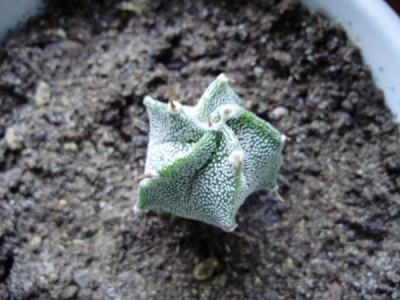 P9070024_600x450.JPG