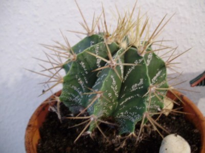 P9070080_600x450.JPG