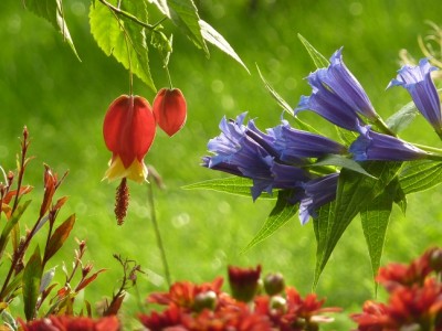 Abutilon megapotamicum und Gentiana.jpg