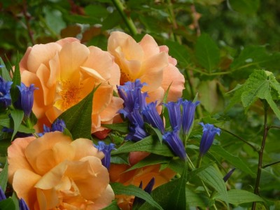 Westerland Rose mit Gentiana asclepiadea.jpg