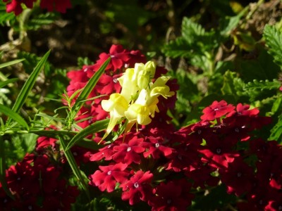 Rotes Eisenkraut mit Wildem Leinkraut.jpg