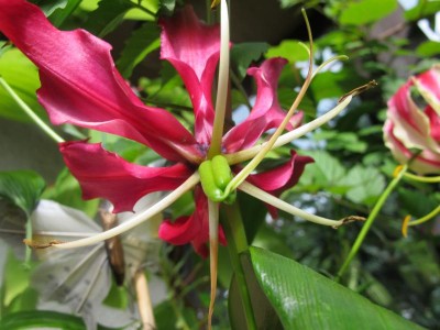Gloriosa.JPG
