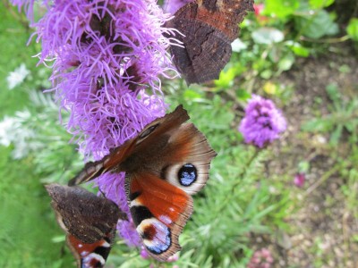 hungrige Schmetterlinge.JPG