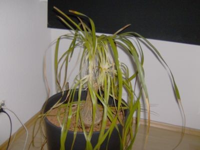 HPIM0276.JPG