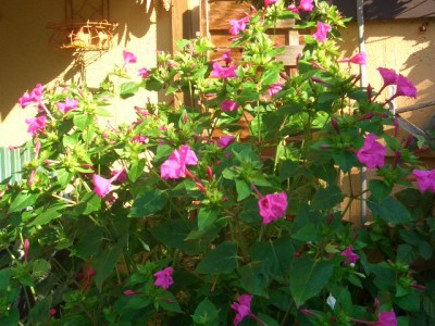 wunderblume.JPG
