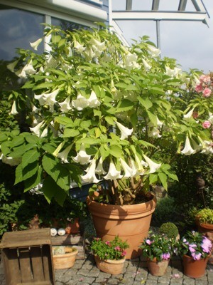 neues bild datura.jpg