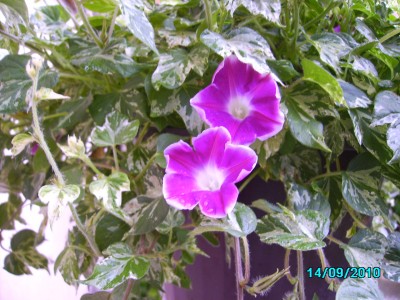 Blumenampel 002.jpg