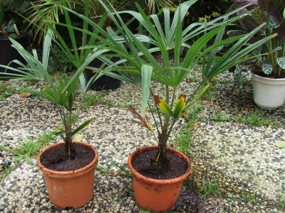 Trachycarpus fortunei 14.09.10 Obi 1€ 3.jpg