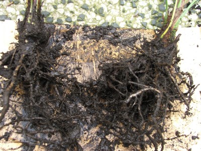 Trachycarpus fortunei 14.09.10 Obi 1€ 2.jpg
