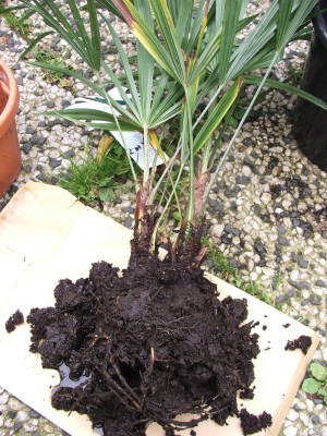 Trachycarpus fortunei 14.09.10 Obi 1€ 1.jpg