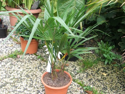 Trachycarpus fortunei 14.09.10 Obi 1€.jpg
