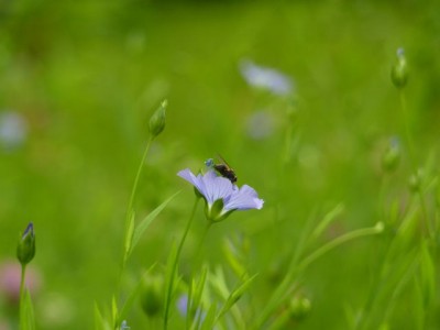 Lein in der Wiese1.jpg