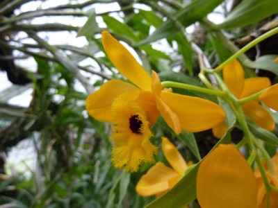 Dendrobium1.jpg