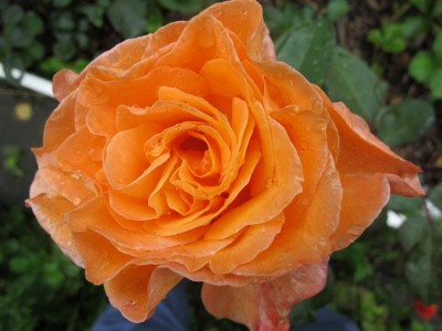 Rose.JPG