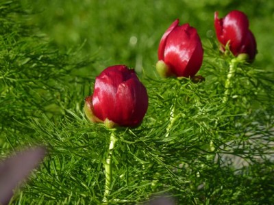 Paeonia tenuifolia1.jpg