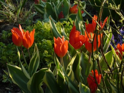 panagierte Tulipa praestans Unicum1.jpg