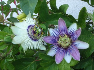 Winterland_Passiflora_belotii.jpg