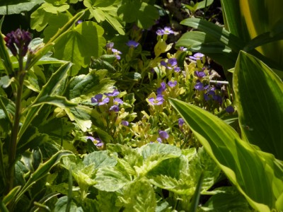 pangiertes Blaukissen1.jpg