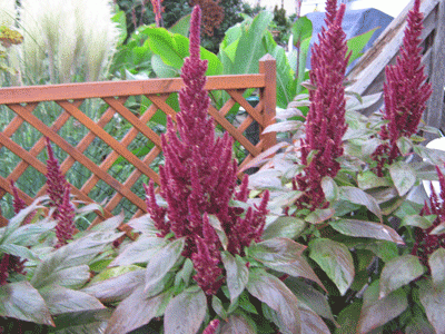 IMG_5639.gif