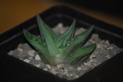 gasteria003yy.jpg