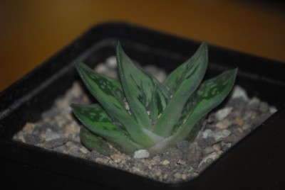 gasteria0002yy.jpg