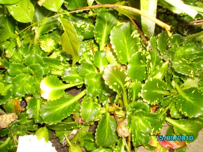 panaschierte Blumen 004.jpg