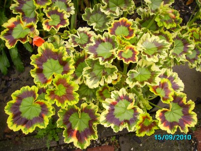 panaschierte Blumen 003.jpg