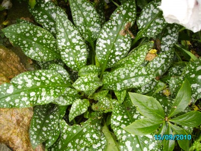 panaschierte Blumen 002.jpg