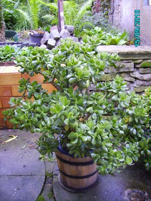 Geldbaum 001.jpg