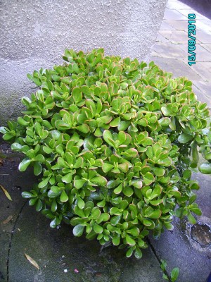 Geldbaum 002.jpg