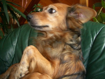Unsere Tiere 027.jpg