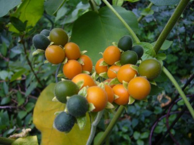 CAbutiloides.jpg