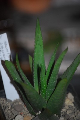 haworthia 034yy.jpg
