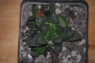 haworthia 033yy.jpg